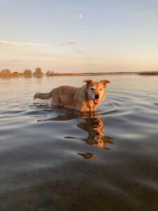 dog swimming in lake