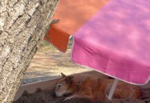 dog laying in shade