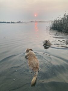 dogs swimming in lake