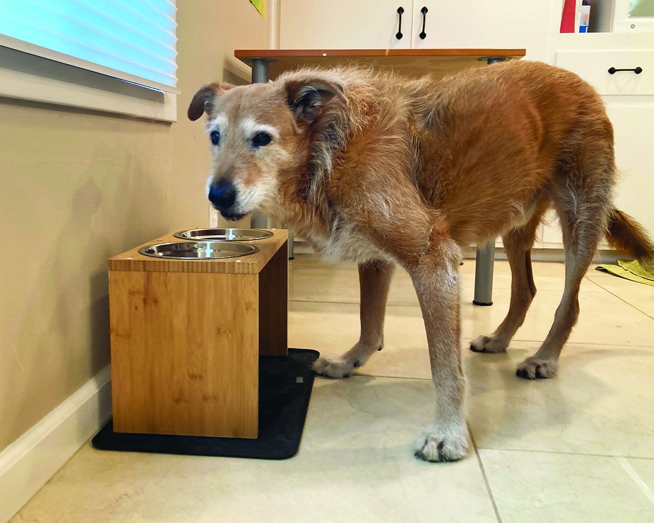 All About Elevated Dog Bowls - Whole Dog Journal