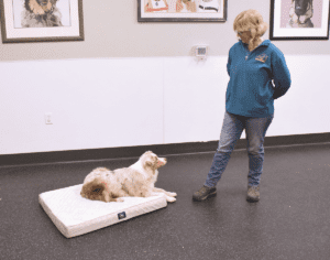 Training a dog to stay on a mat