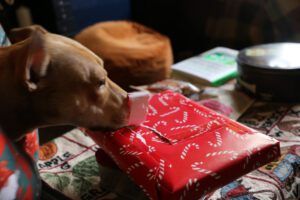 A dog sniffs a package that is wrapped in holiday-themed paper; the package is shaped like a box of chocolates