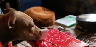 A dog sniffs a package that is wrapped in holiday-themed paper; the package is shaped like a box of chocolates