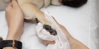 Close up woman hand clean and wash dog paw pug breed for cleanning around paw by tissue, Dog Care Concept