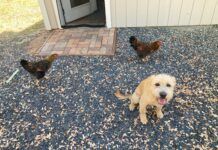 dog and chickens