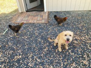 dog and chickens