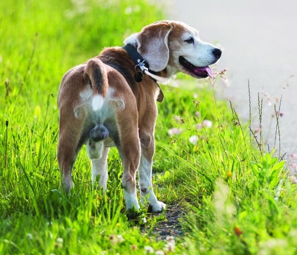 Does Neutering Change Dog Behavior? Whole Dog Journal