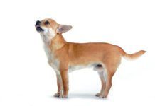 Reverse sneezing is dogs is caused by irritation at the back of the throat.