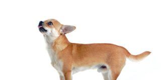Reverse sneezing is dogs is caused by irritation at the back of the throat.