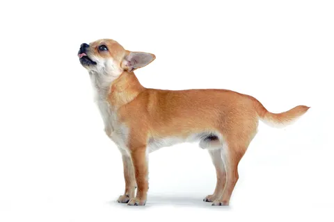Reverse sneezing is dogs is caused by irritation at the back of the throat.