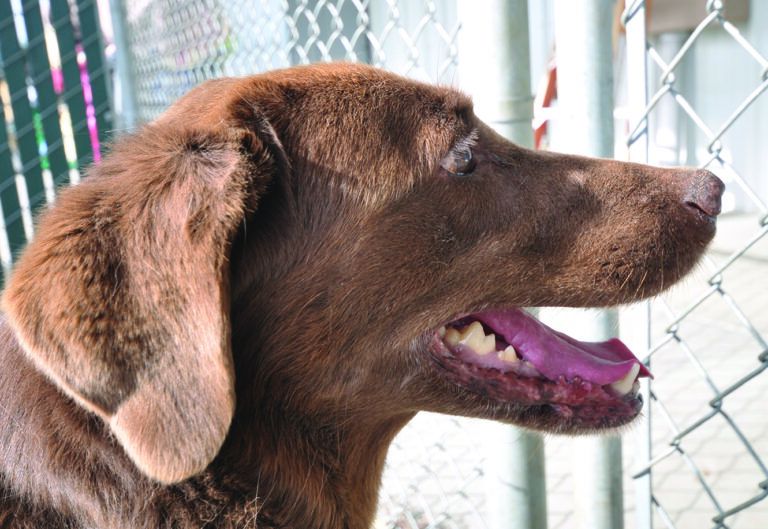 Healthy Dog Gums vs Unhealthy Dog Gums Whole Dog Journal