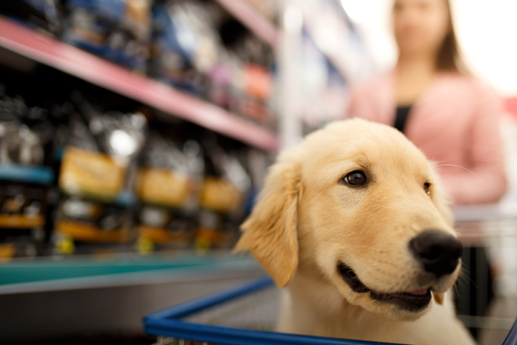 dog in shopping cart