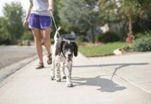 puppy on leash walking on sidewalk