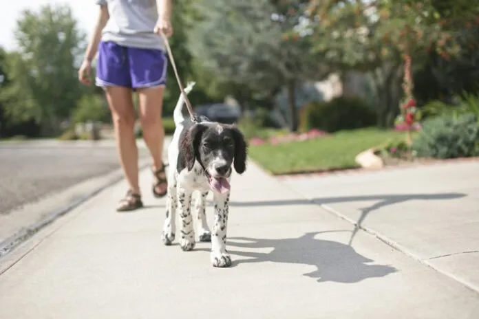 Teenage Girl Walking Dog puppy on leash walking on sidewalk