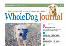 All About Elevated Dog Bowls - Whole Dog Journal