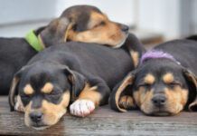 Adopting Your New Dog Series