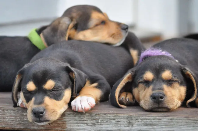 Adopting Your New Dog Series