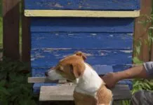 Dog near a beehive