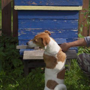 Dog near a beehive