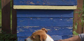 Dog near a beehive