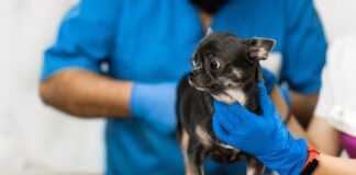 Veterinarians clean the paraanal glands of a dog in a veterinary clinic. A necessary procedure for the health of dogs. Pet care