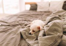 A Small Lonely Sad Dog Puppy Is Resting Sleeping On The Bed In The Bedroom Waiting For The Owner