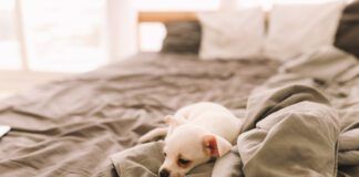 A Small Lonely Sad Dog Puppy Is Resting Sleeping On The Bed In The Bedroom Waiting For The Owner