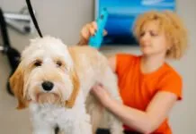 Should you shave a dog? Depends on the dog.
