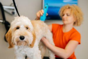 Close-up face of adorable curly Labradoodle dog, female groomer cutting pet by haircut machine for animals at table in grooming salon.