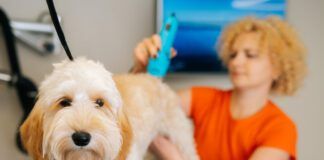 Close-up face of adorable curly Labradoodle dog, female groomer cutting pet by haircut machine for animals at table in grooming salon.