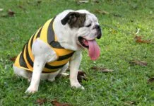 Hot and tired bulldog