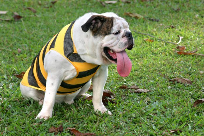 Hot and tired bulldog