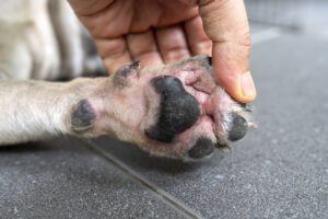 Bacterial or yeast infections can cause red skin and seriously itchy paws.
