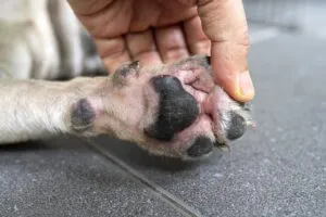 Bacterial or yeast infections can cause red skin and seriously itchy paws.