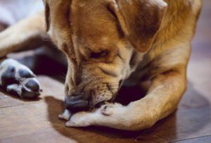 Hookworms can also be a cause of pododermatitis and itchy dog paws.