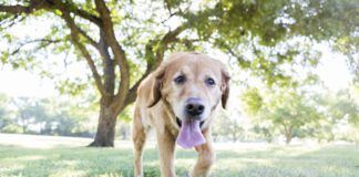 Happy dog runs in the park