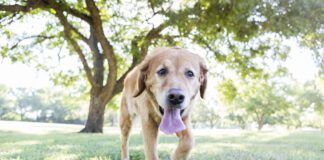 Happy dog runs in the park