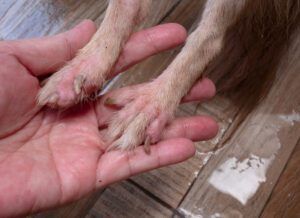 Demodex mites can also cause pododermatitis in dogs.
