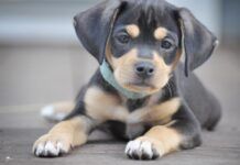 Puppy Basics
