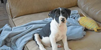 Stop Barking