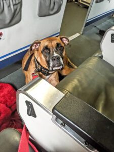 dog sits on the floor in an airplane