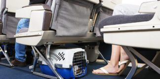 Traveling With Pet On Airplane