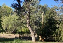 dog jumping at tree