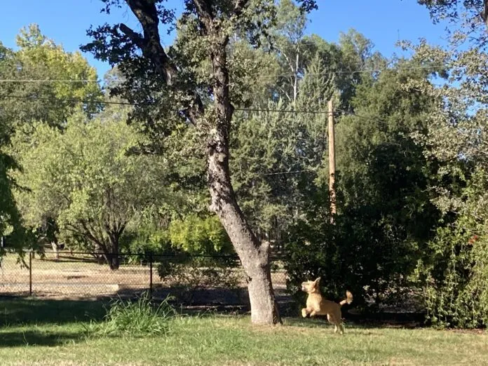 boone-jumping-at-squirrel dog jumping at tree