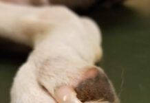 broken dog nail