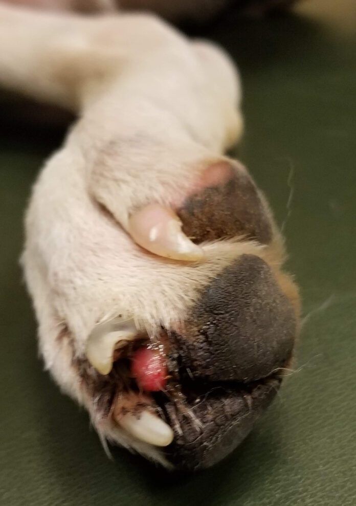 broken dog nail