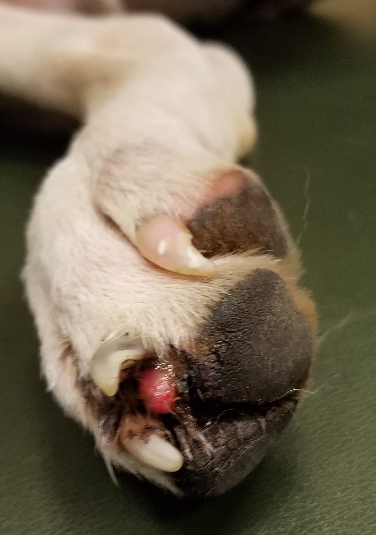 The 411 on Clipping vs. Grinding Dog Nails