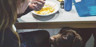 Dog watching girl eating