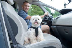 Dog traveling in a car