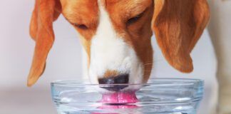 Beagle dog drinking